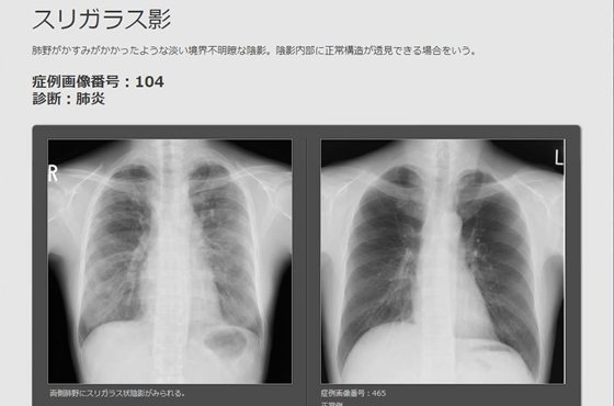 所見解説